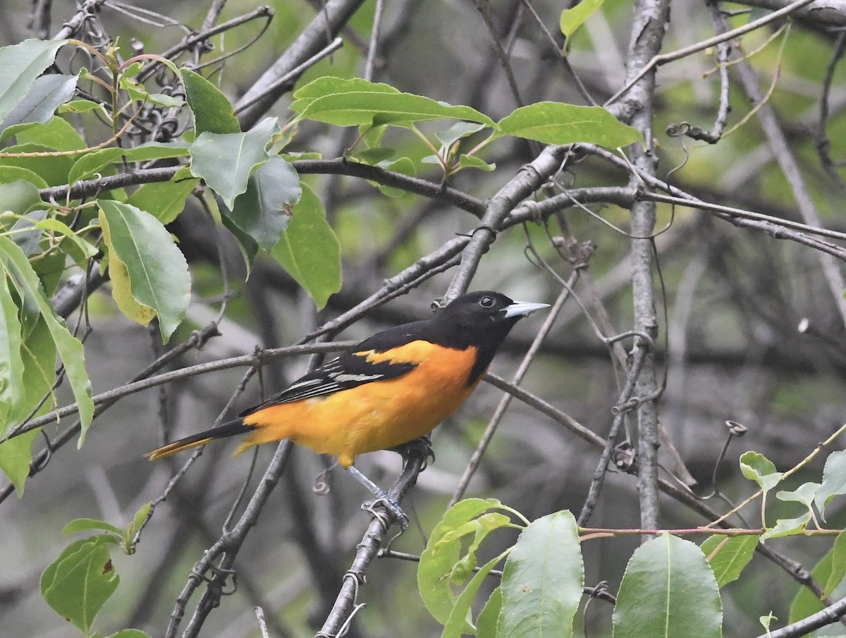 Baltimore Oriole - ML636501945