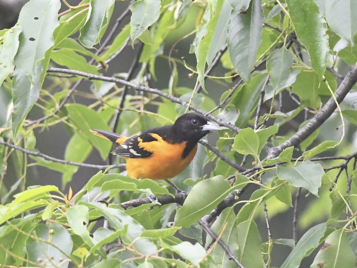 Baltimore Oriole - ML636501946