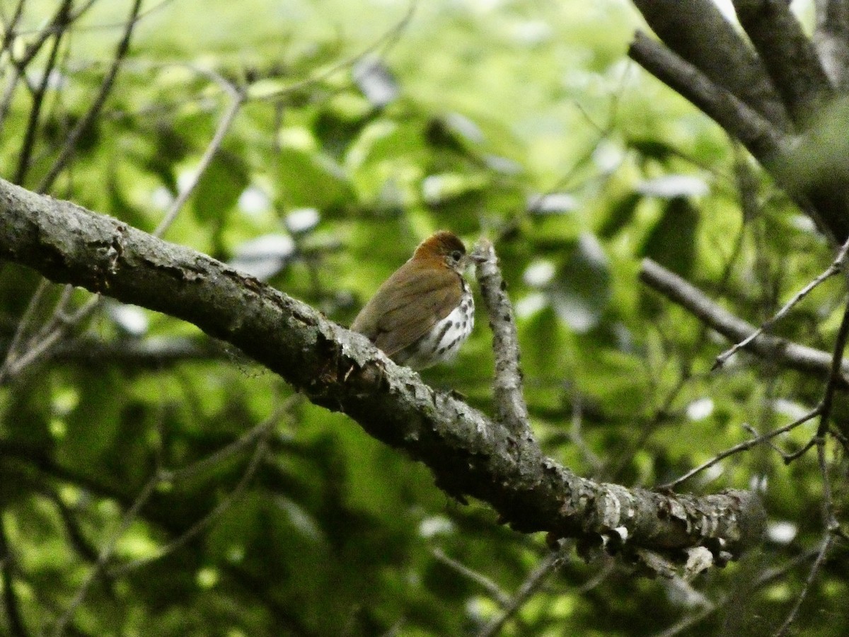 Wood Thrush - ML636501952