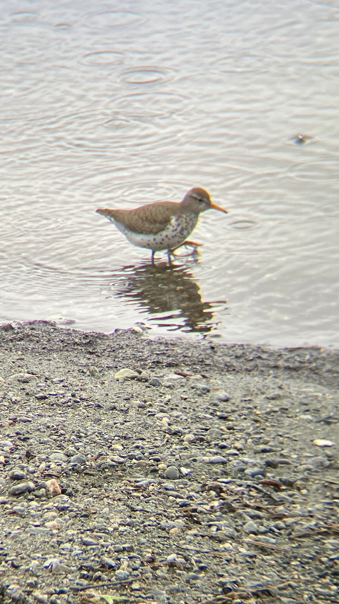 Spotted Sandpiper - ML636502050