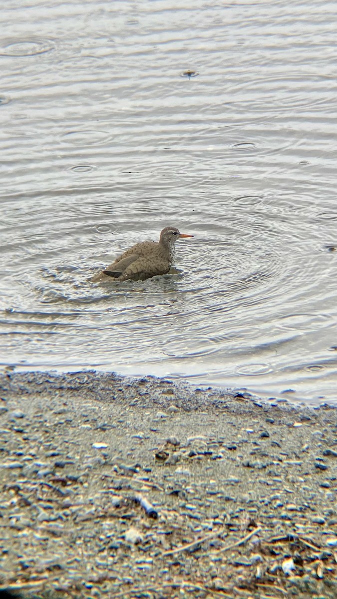 Spotted Sandpiper - ML636502051