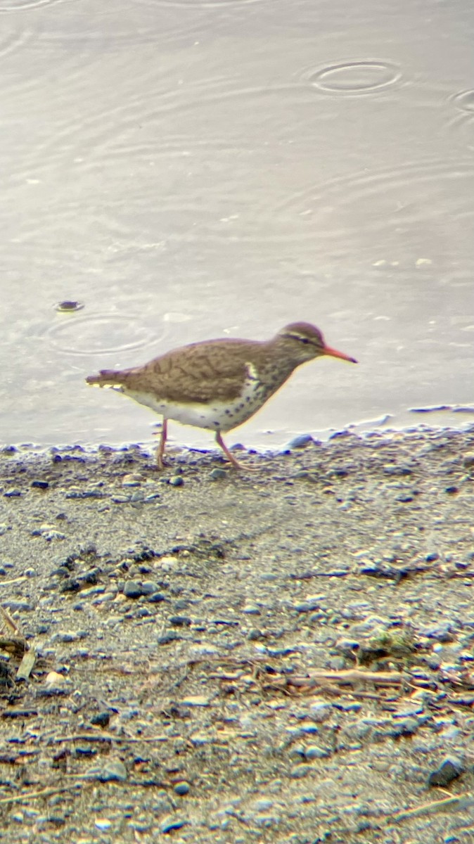 Spotted Sandpiper - ML636502052