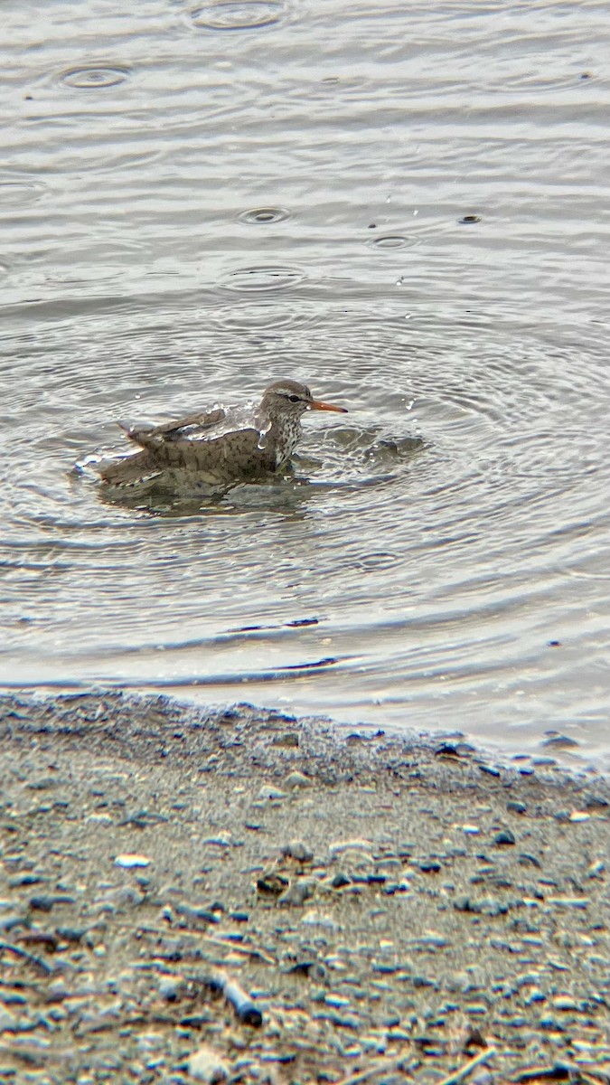 Spotted Sandpiper - ML636502053