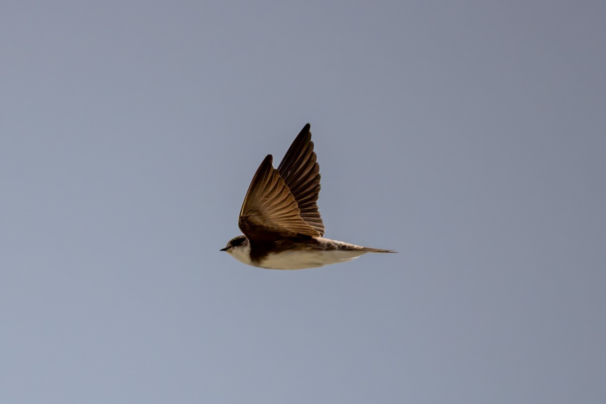 Bank Swallow - ML636502110
