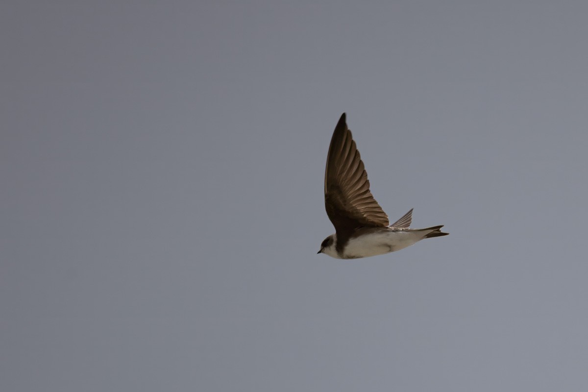 Bank Swallow - ML636502111