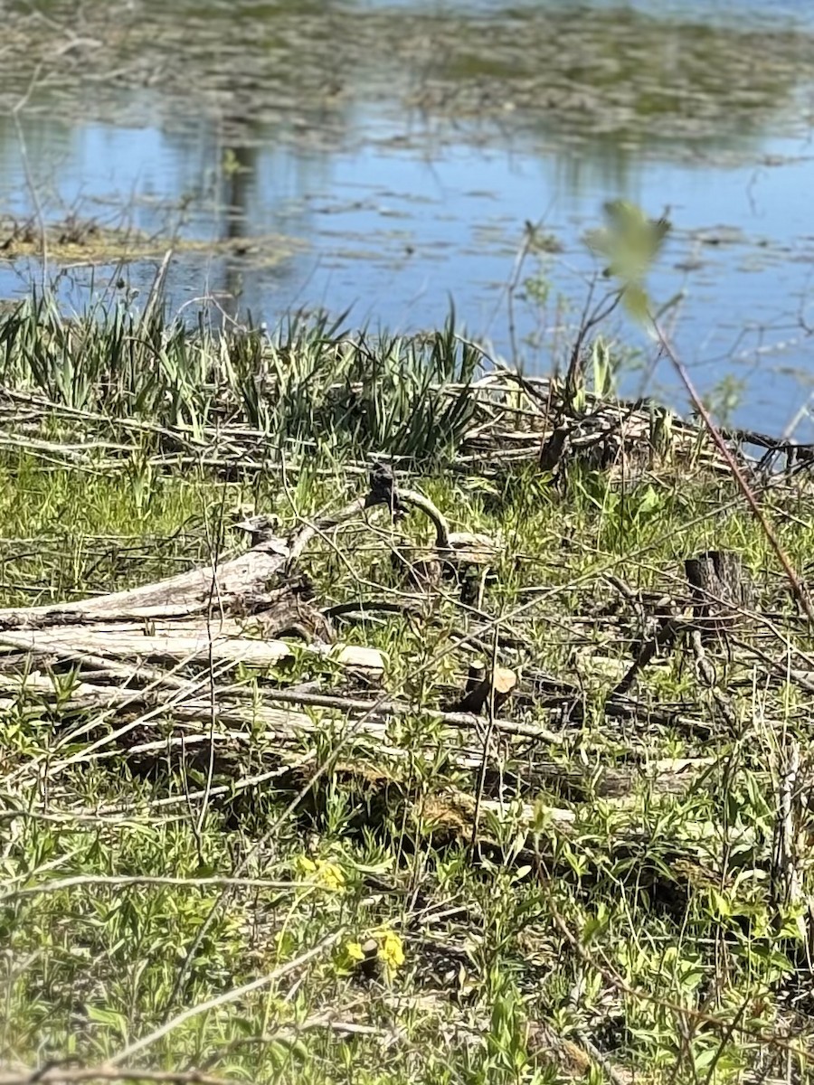 Common Nighthawk - ML636502162