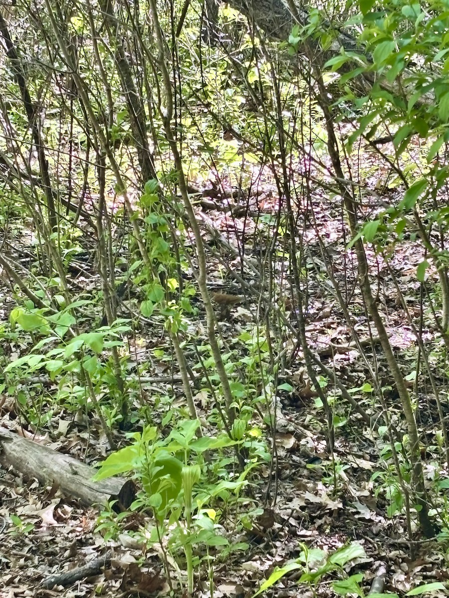 Wood Thrush - ML636502258