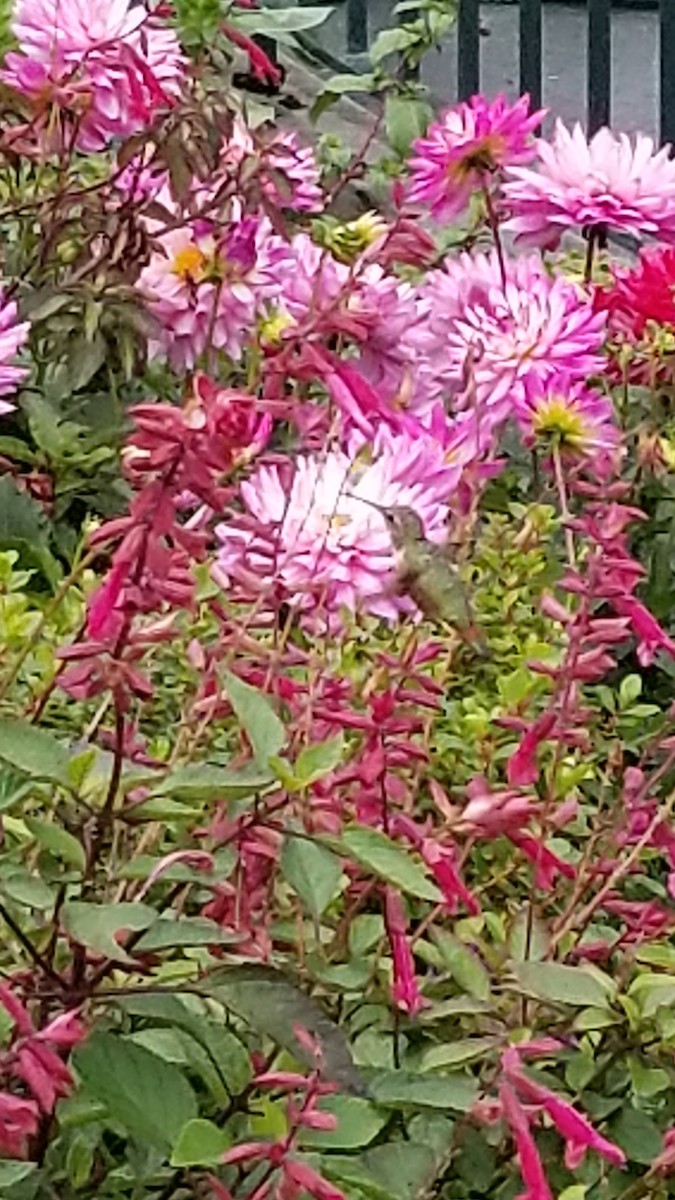 Allen's Hummingbird - ML636502477