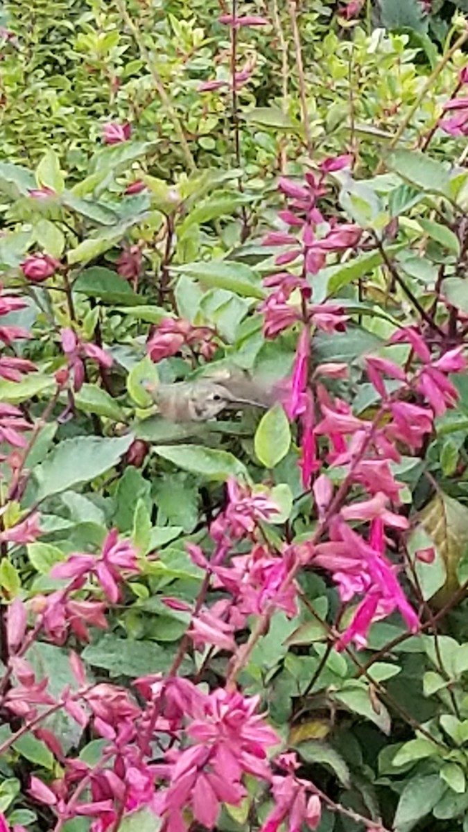 Allen's Hummingbird - ML636502478