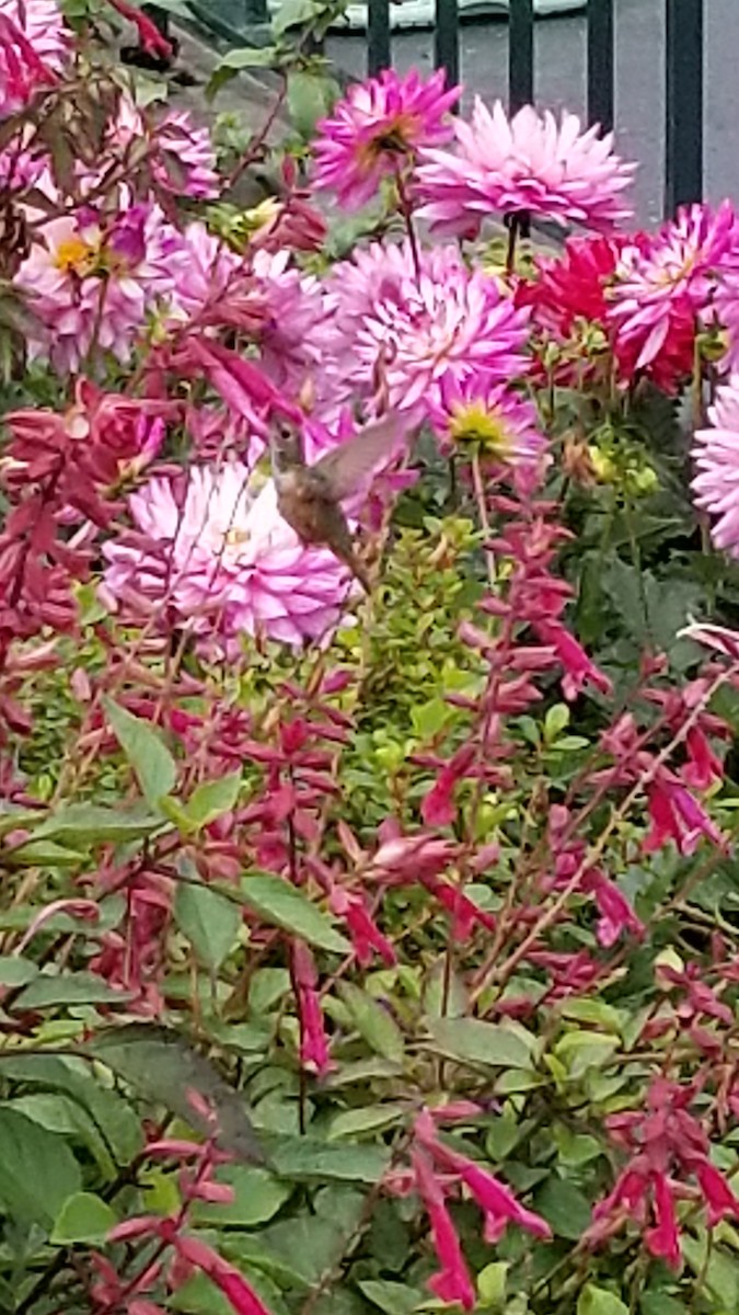 Allen's Hummingbird - ML636502479