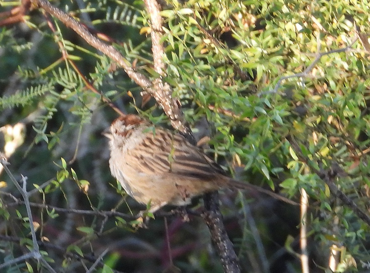 Chaco Sparrow - ML636502489