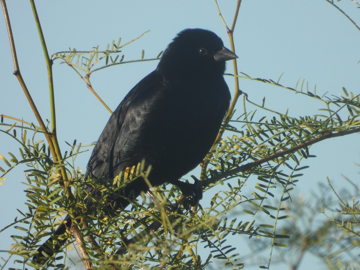 Screaming Cowbird - ML636502497