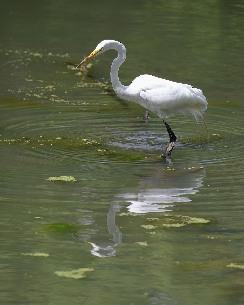 Great Egret - Laura  Wolf