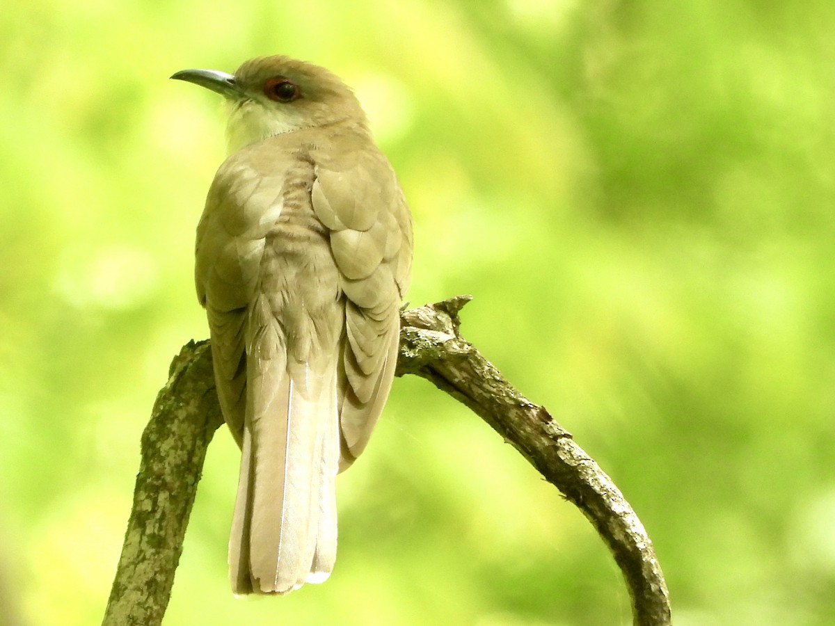 Black-billed Cuckoo - ML636502613