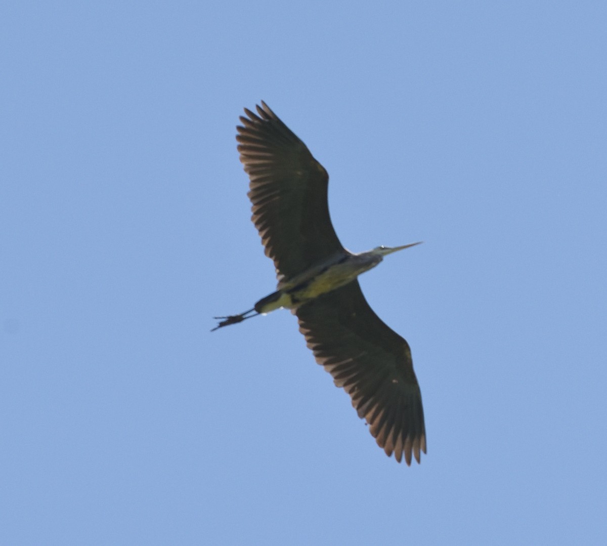 Great Blue Heron - ML636502649