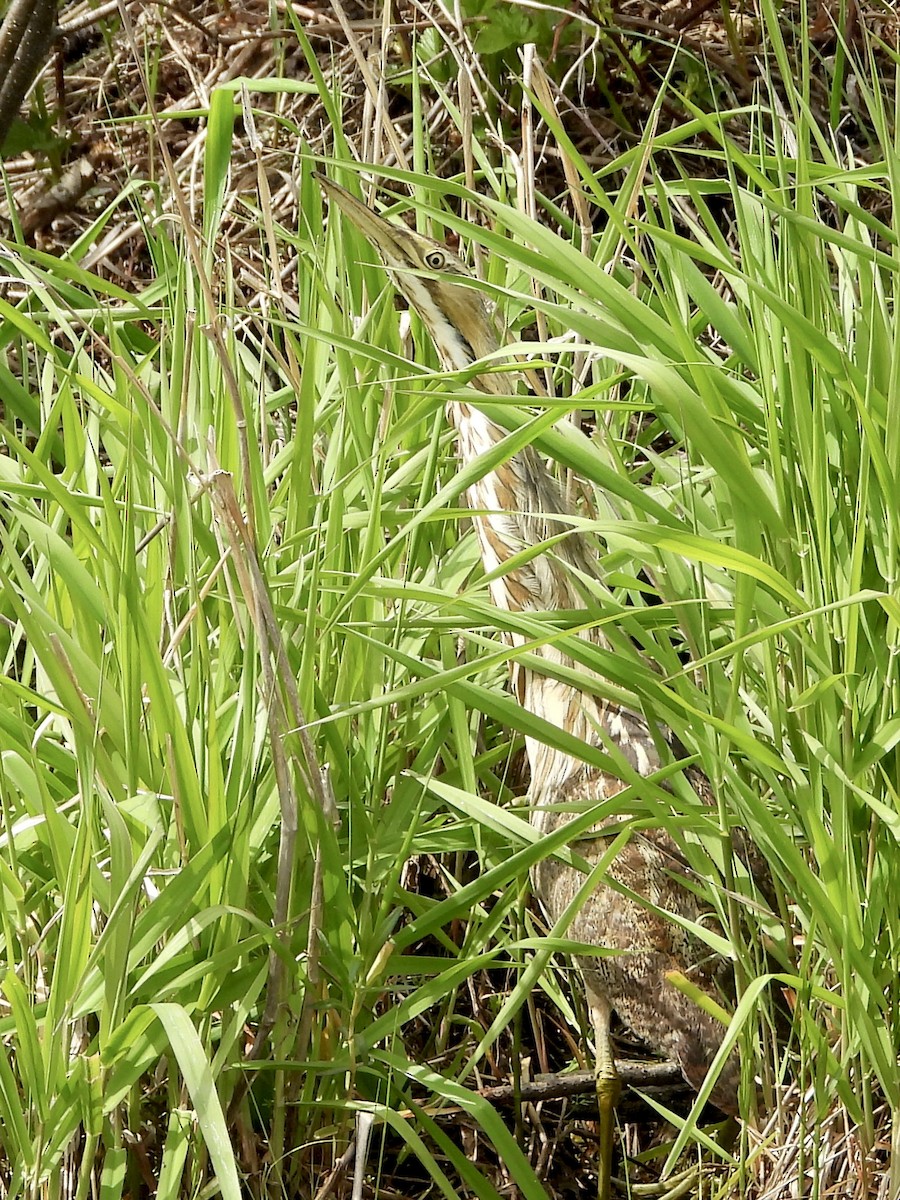 American Bittern - ML636502662