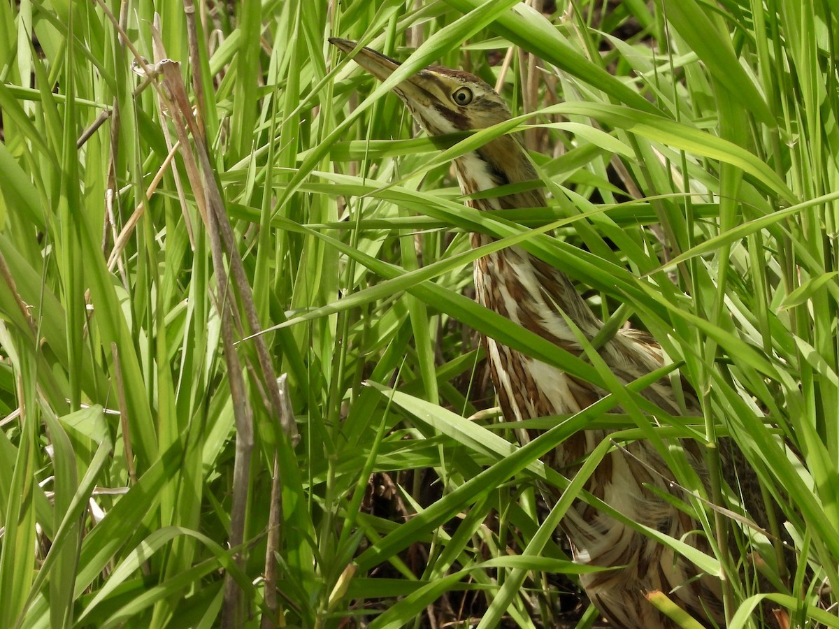 American Bittern - ML636502663