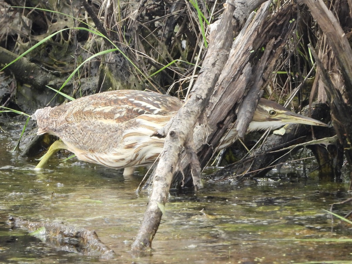 American Bittern - ML636502664
