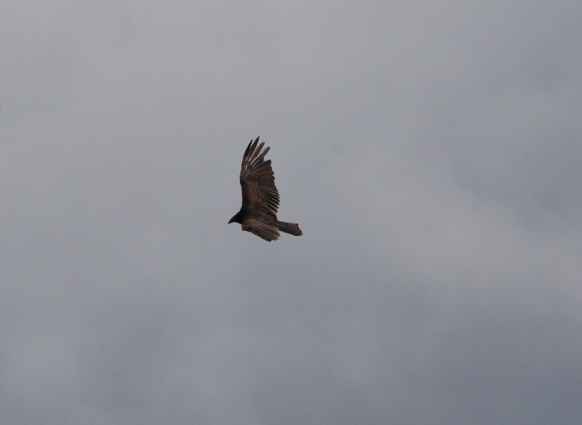 Turkey Vulture - ML636502667
