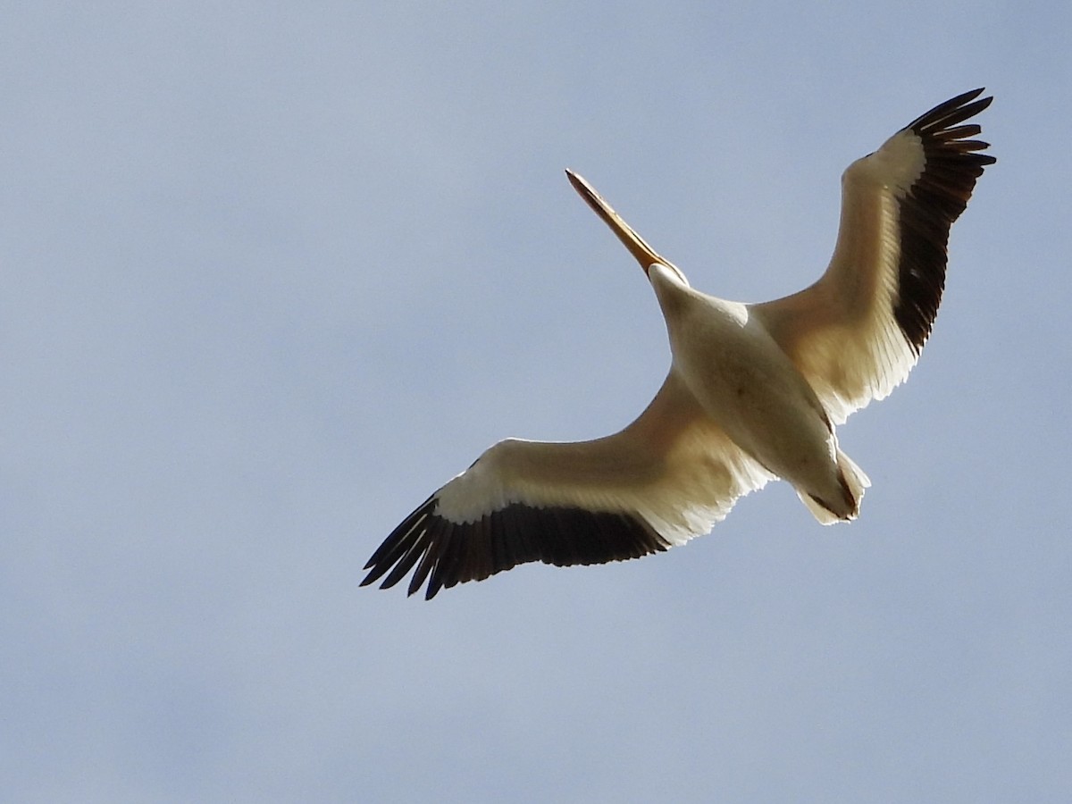 American White Pelican - ML636502704