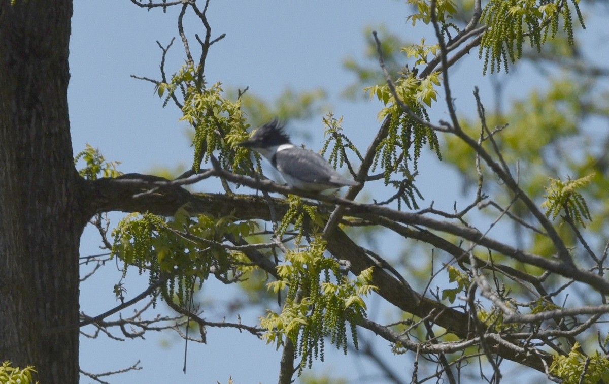 Belted Kingfisher - ML636502717