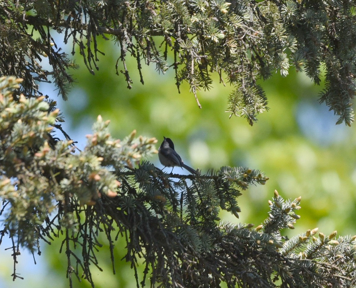 Black-capped Chickadee - ML636502740