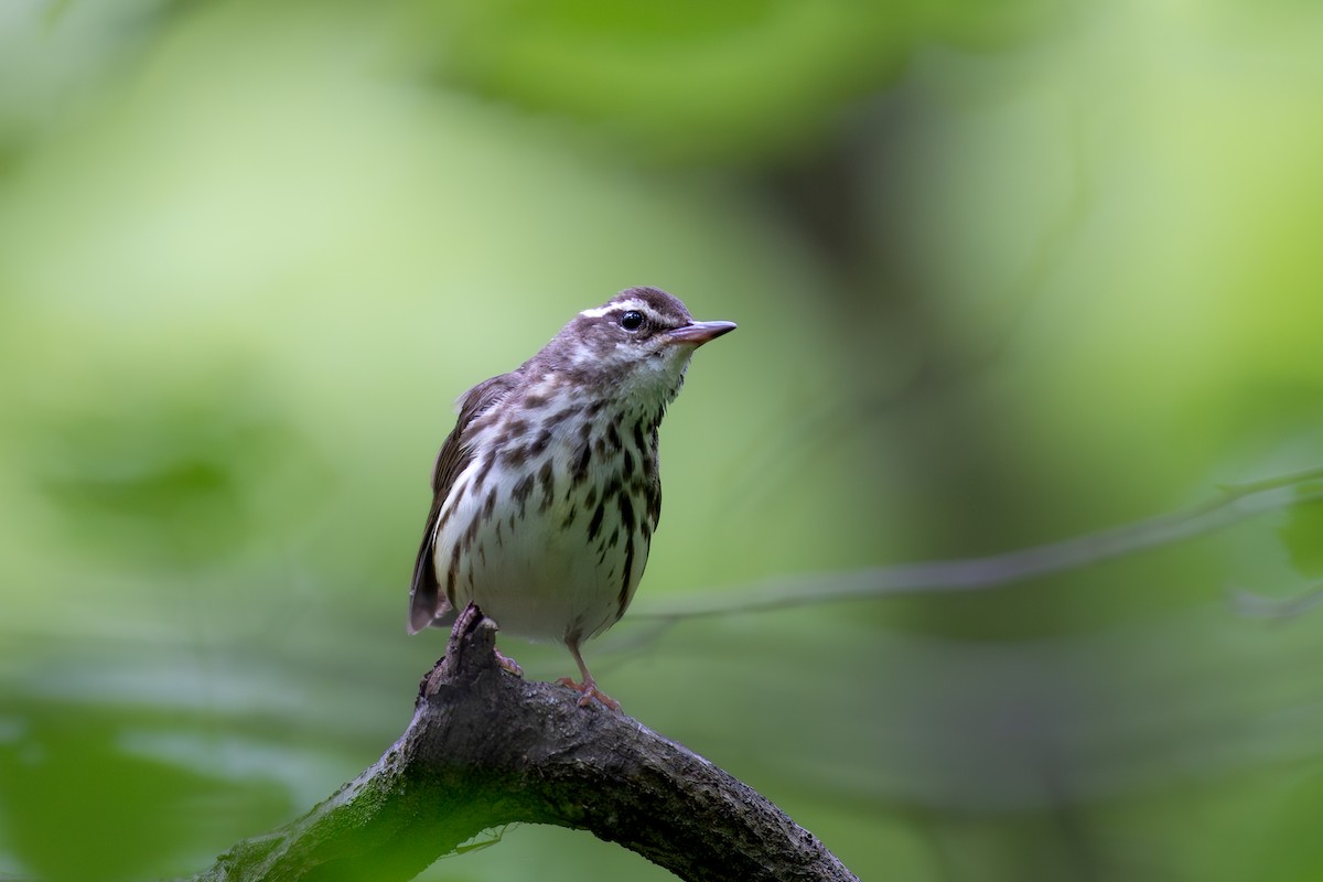 Louisiana Waterthrush - ML636502774