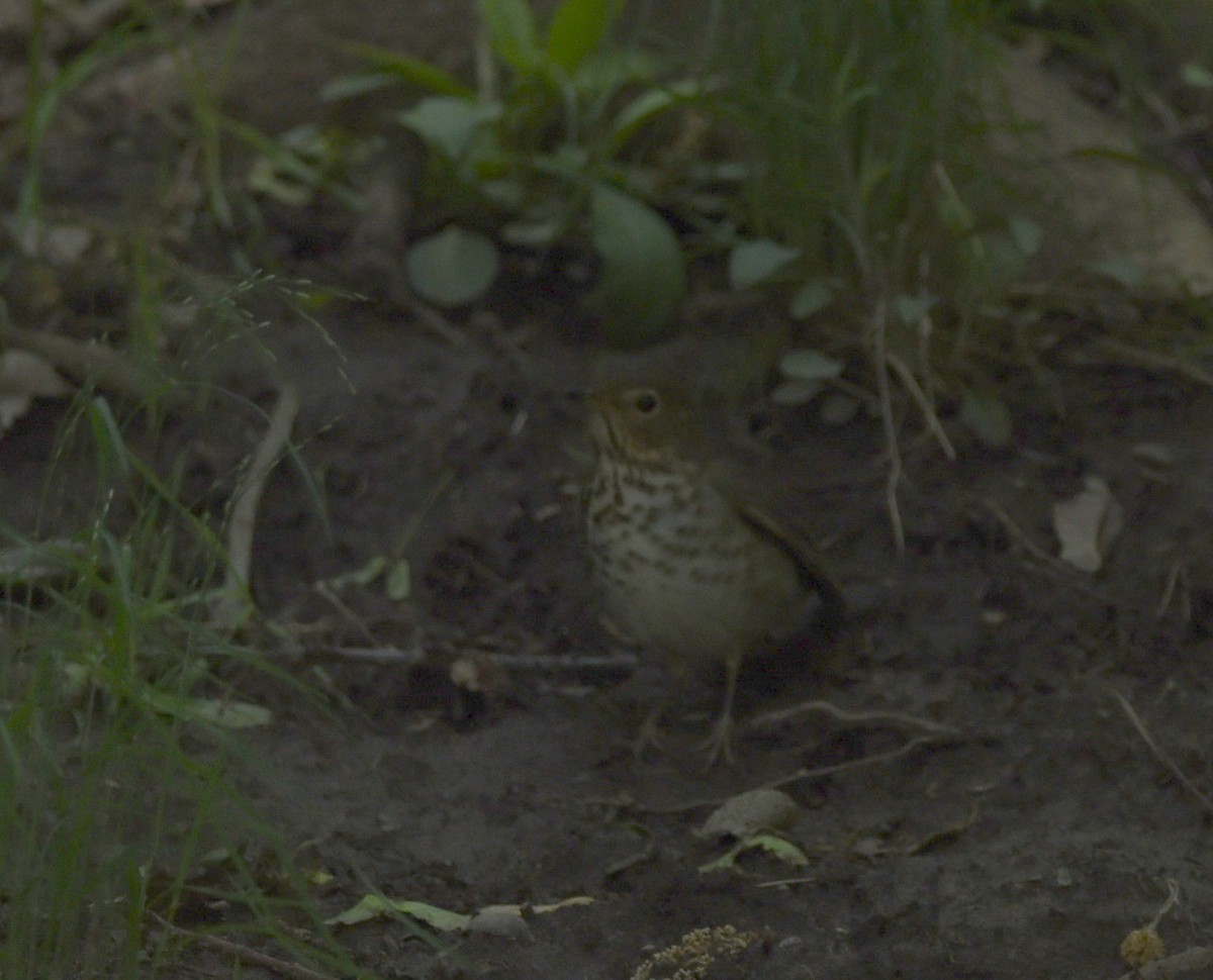 Swainson's Thrush - ML636502781
