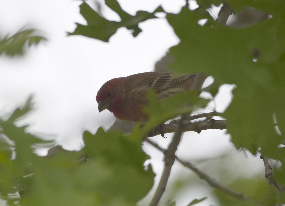 Purple Finch - ML636502806