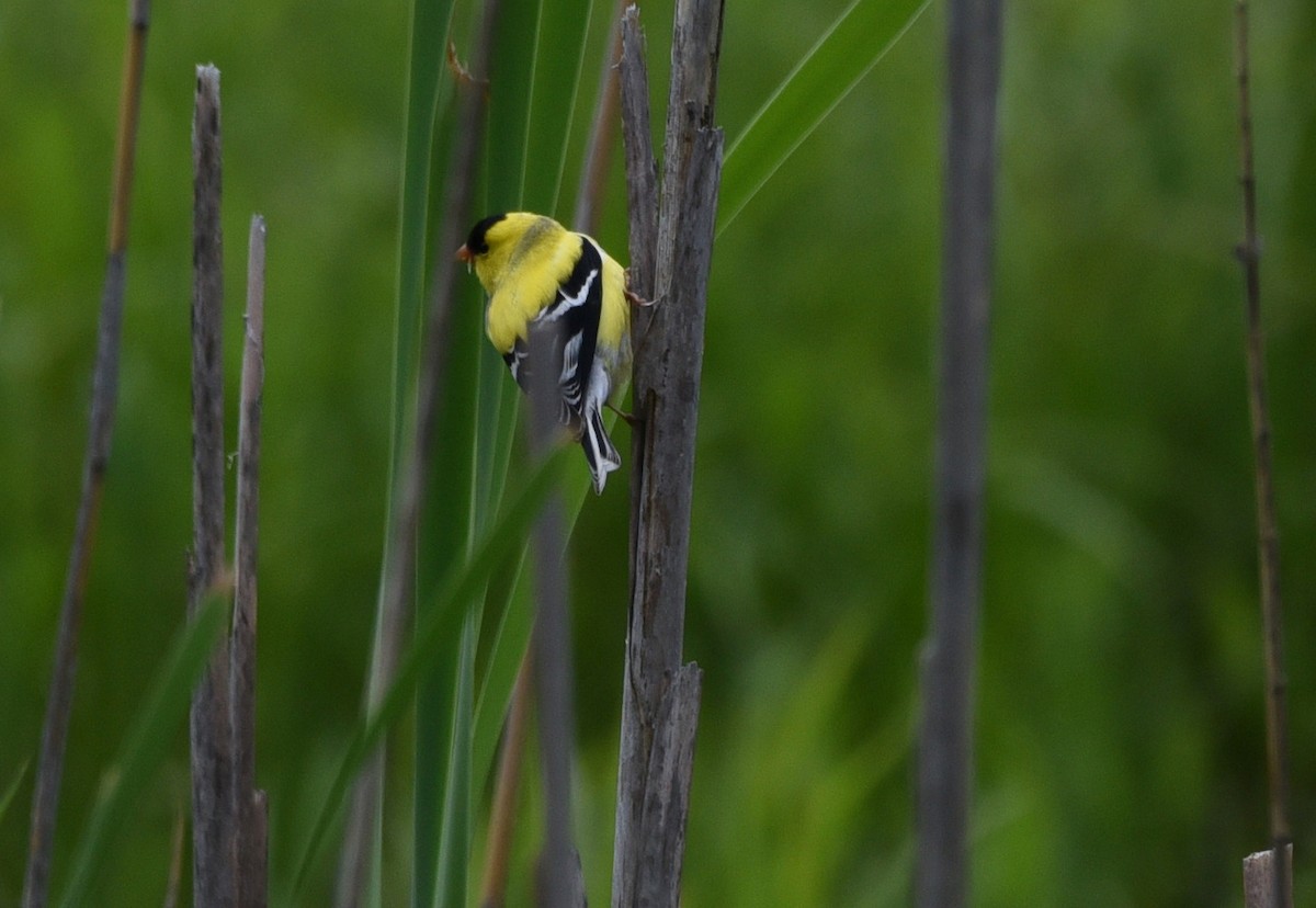 American Goldfinch - ML636502816