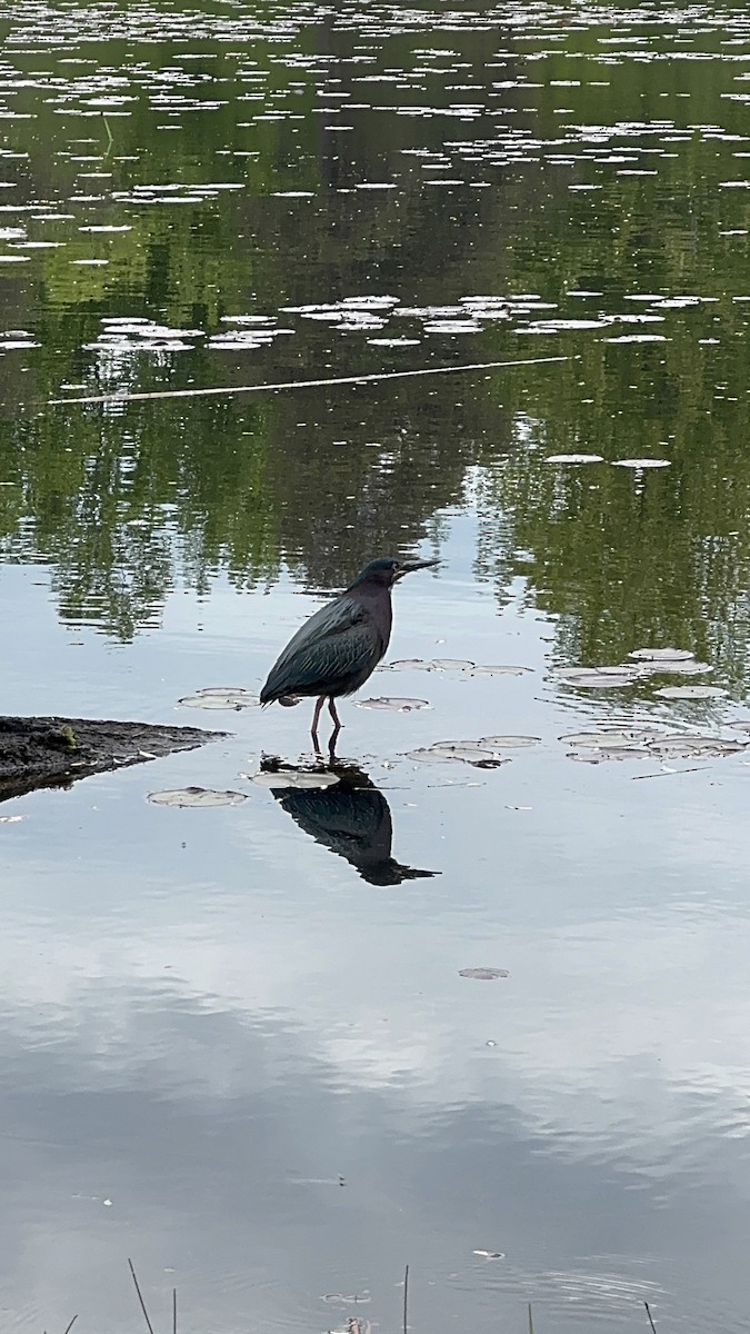 Green Heron - ML636502821