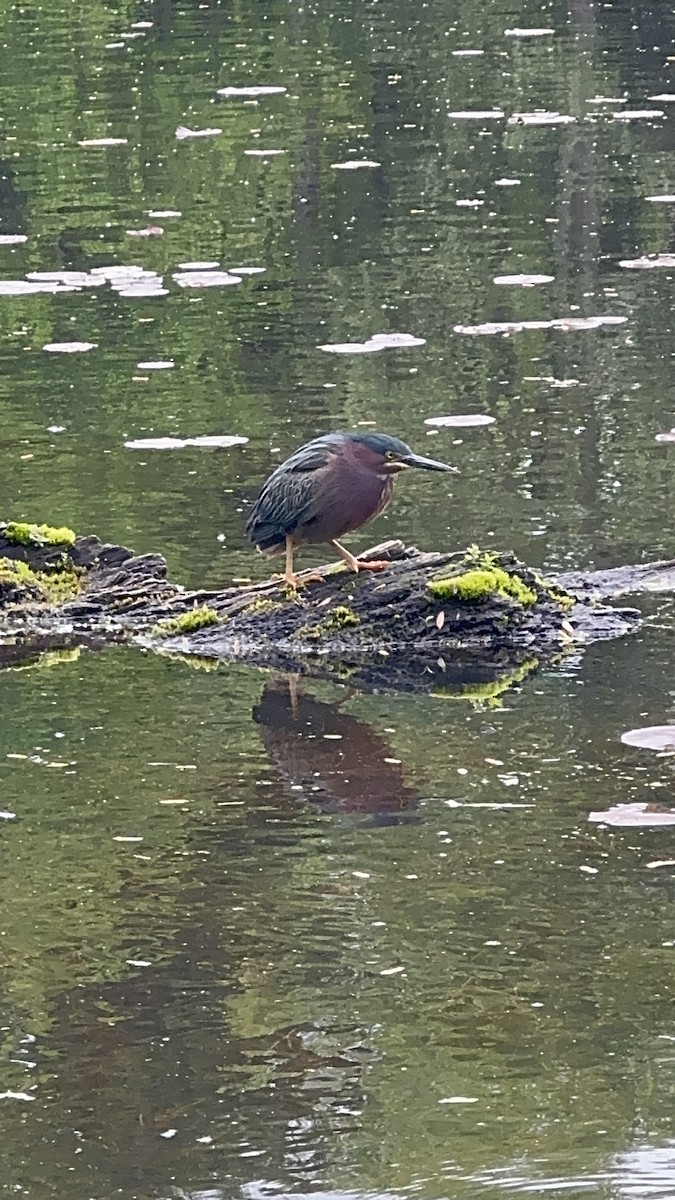 Green Heron - ML636502822