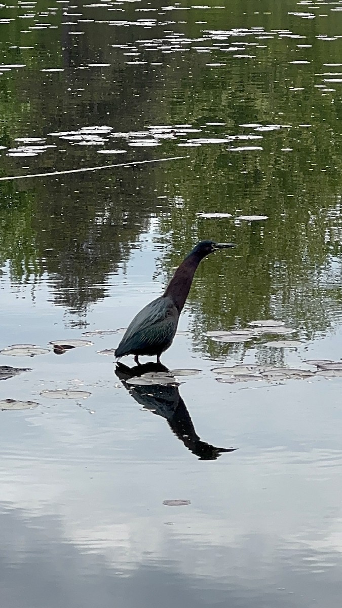 Green Heron - ML636502823