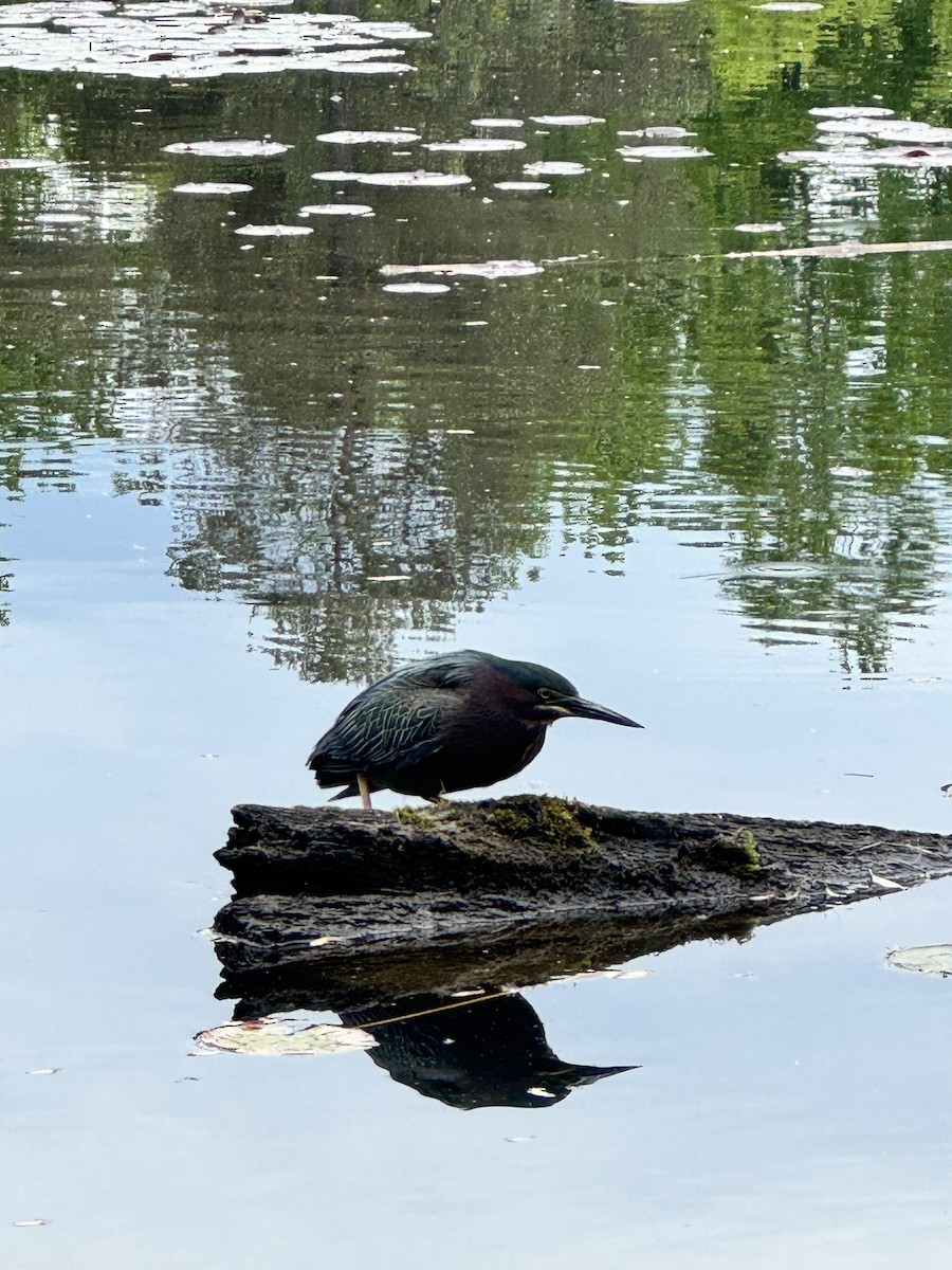 Green Heron - ML636502824