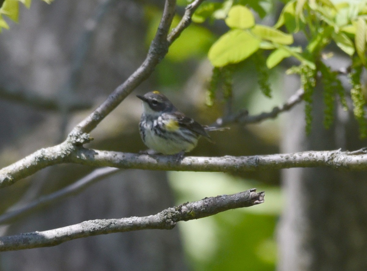 Yellow-rumped Warbler - ML636502856