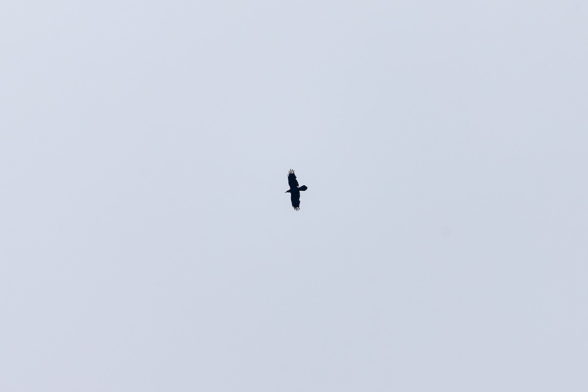 Common Raven - ML636502863