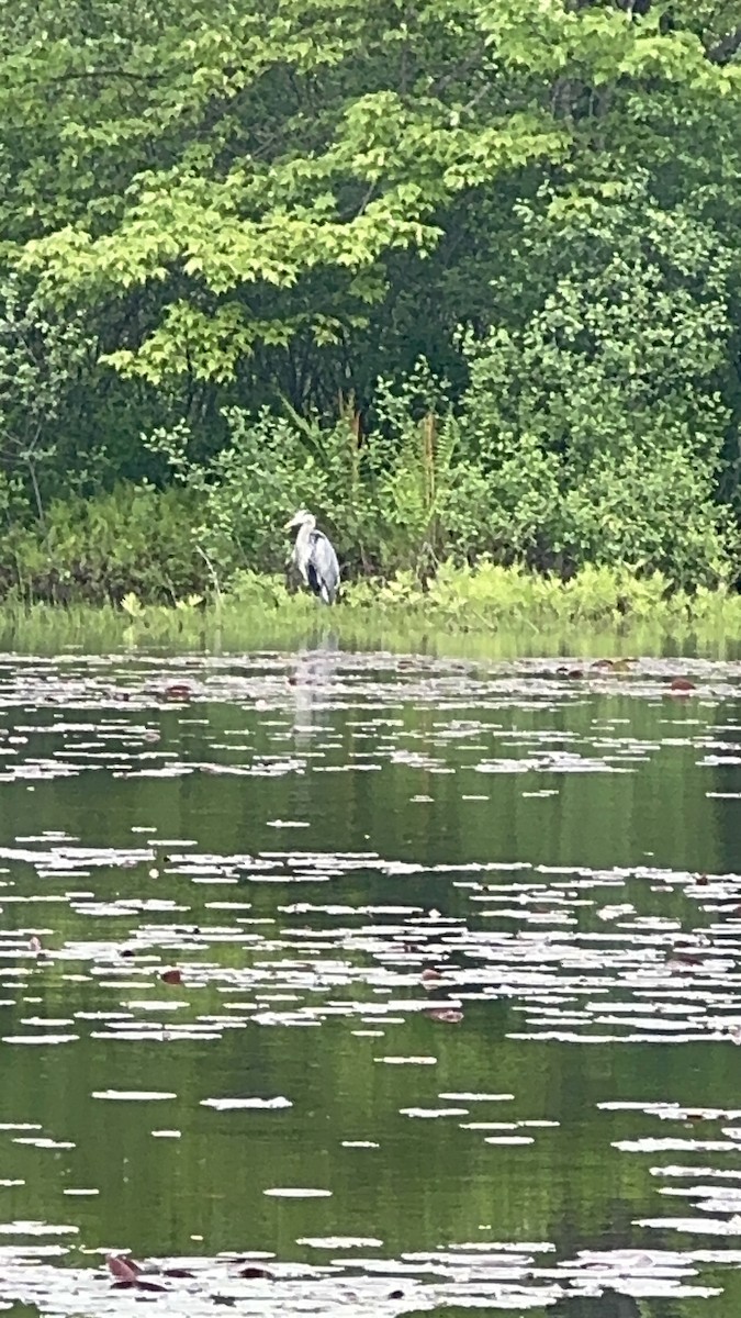 Great Blue Heron - ML636502869
