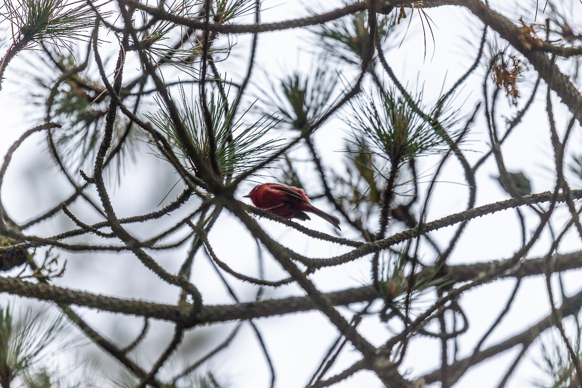 Red Warbler - ML636502870