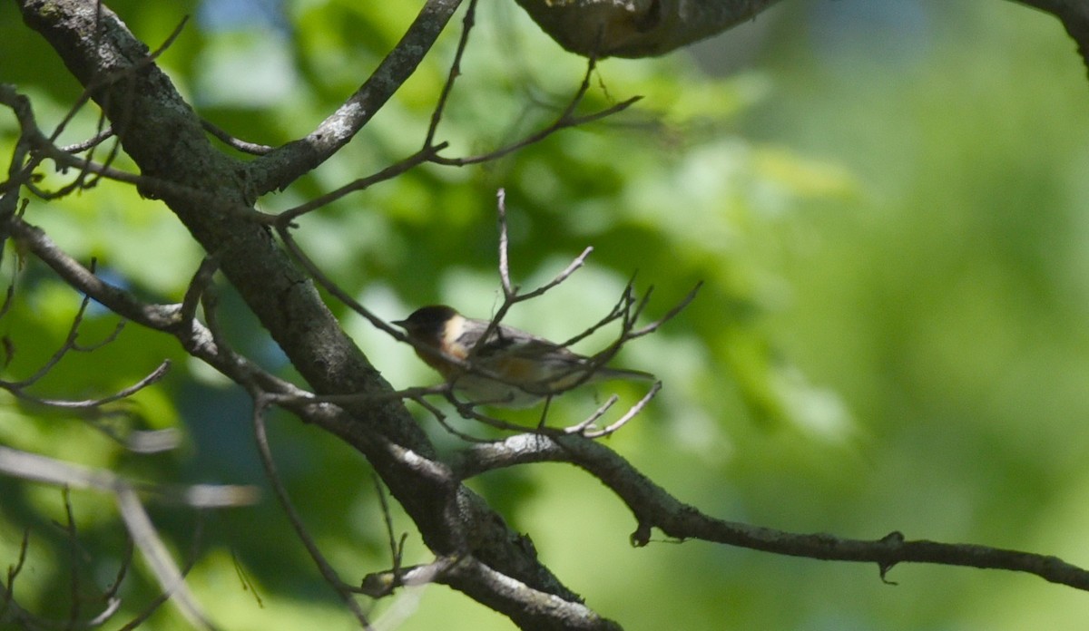 Bay-breasted Warbler - ML636502876