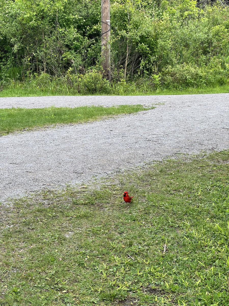 Northern Cardinal - ML636502881