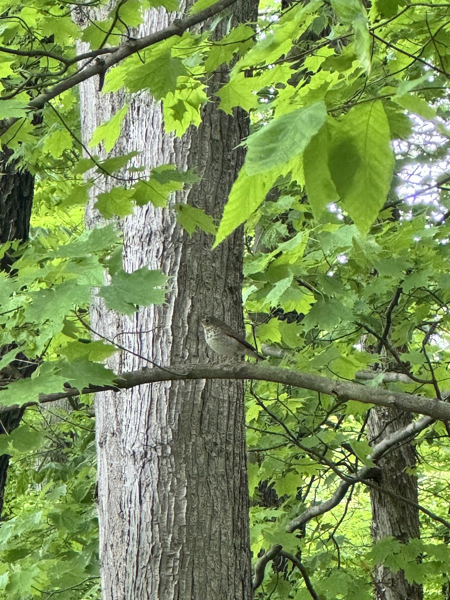 Swainson's Thrush - ML636502929