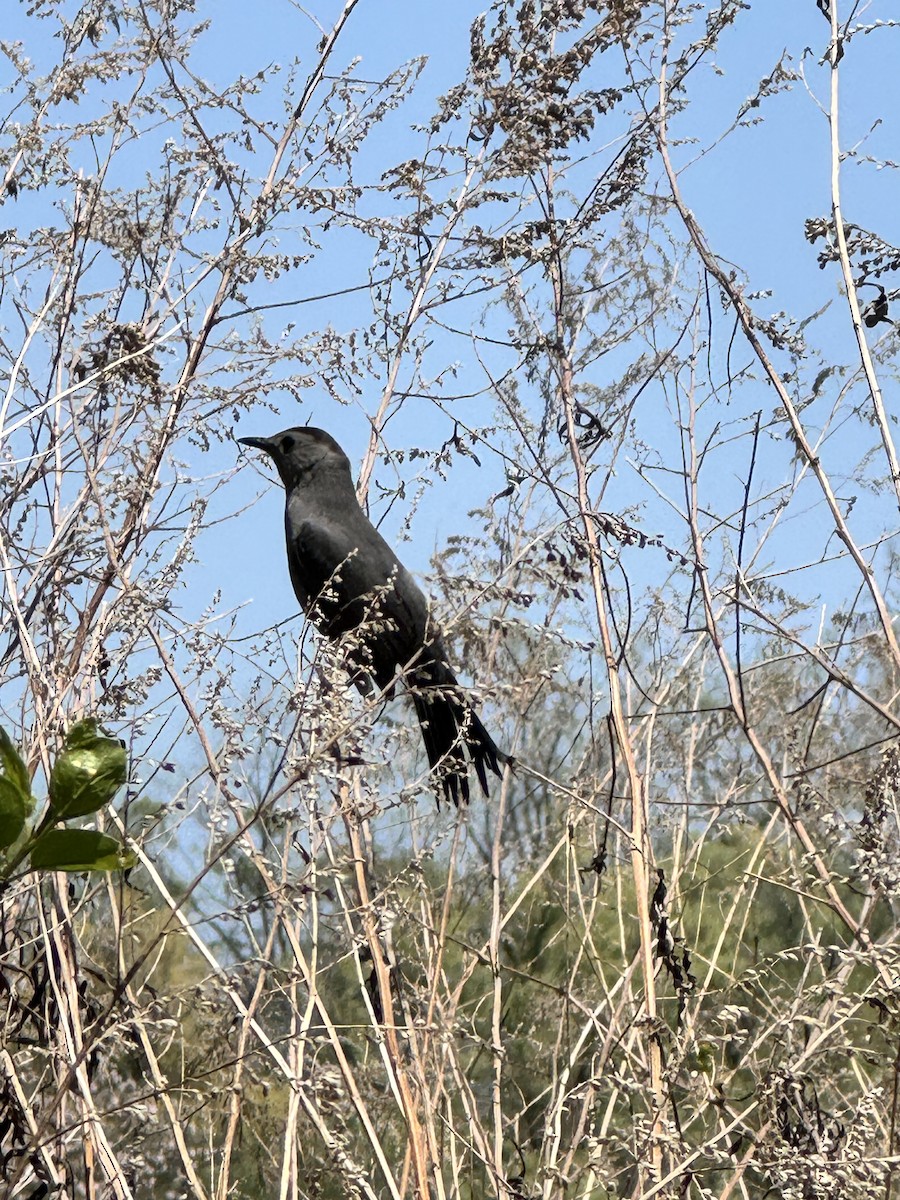 Gray Catbird - ML636503014