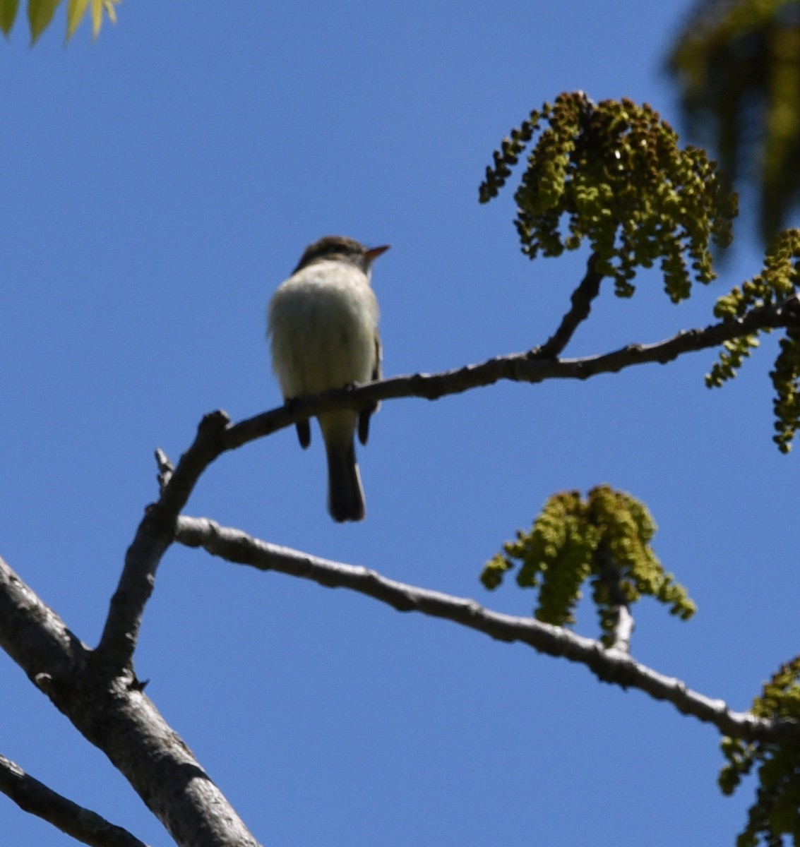 Eastern Phoebe - ML636503021
