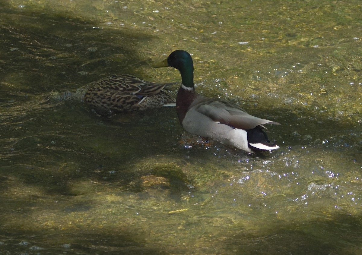 Mallard - ML636503032