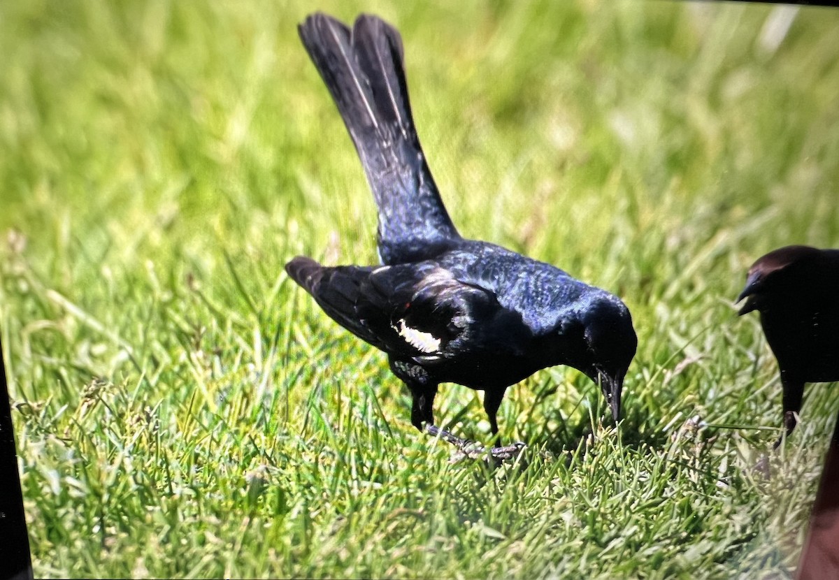 Tricolored Blackbird - ML636503039