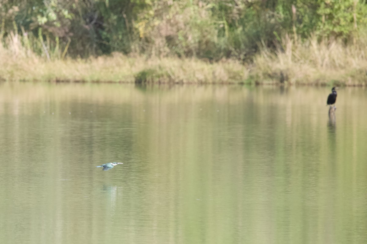 Green Kingfisher - ML636503048
