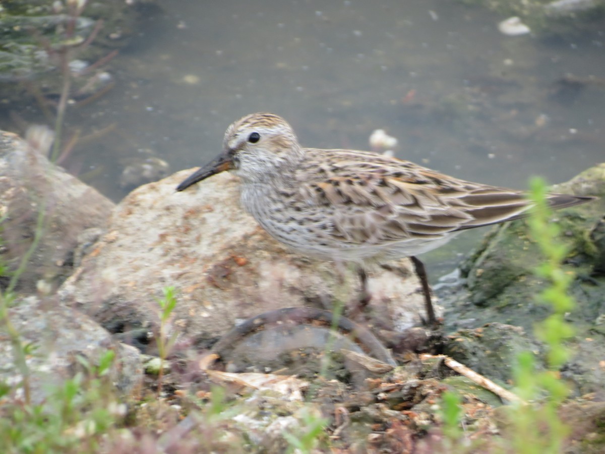 White-rumped Sandpiper - ML636503059