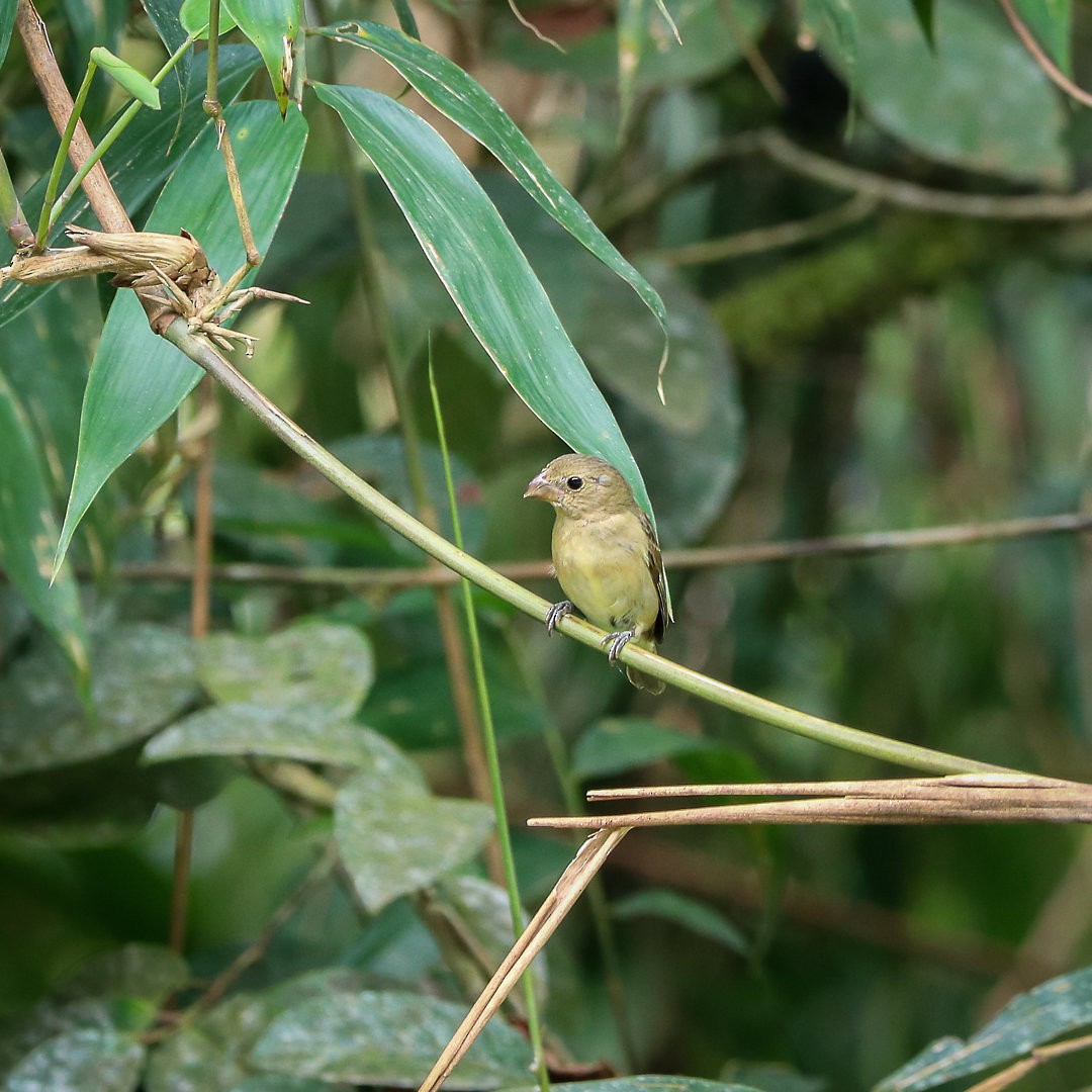 Temminck's Seedeater - ML636503072