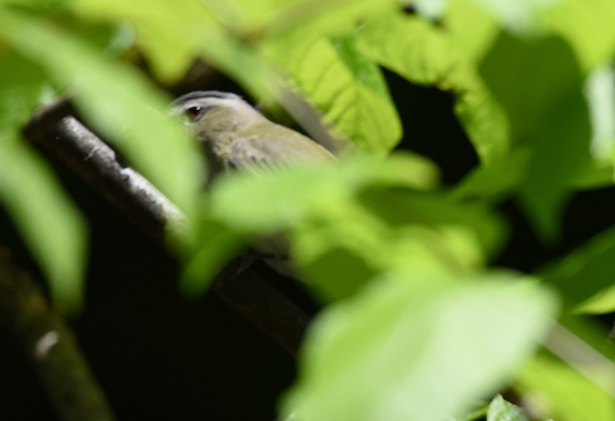 Red-eyed Vireo - ML636503081