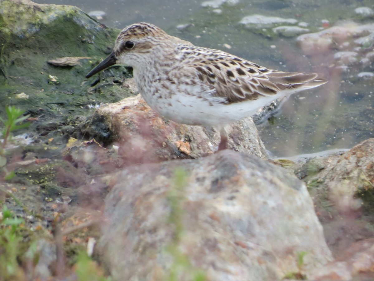 Semipalmated Sandpiper - ML636503085